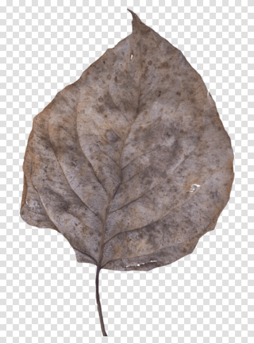 Dead Leaf Dead Leaf, Plant, Fossil, Rock Transparent Png