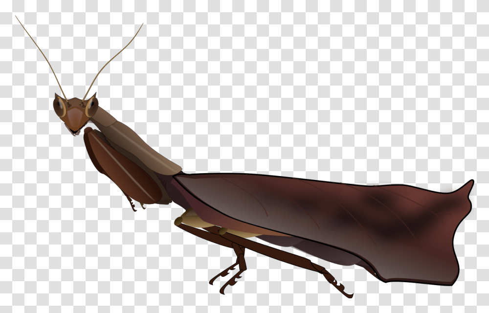 Dead Leaf Mantis, Insect, Invertebrate, Animal, Cockroach Transparent Png