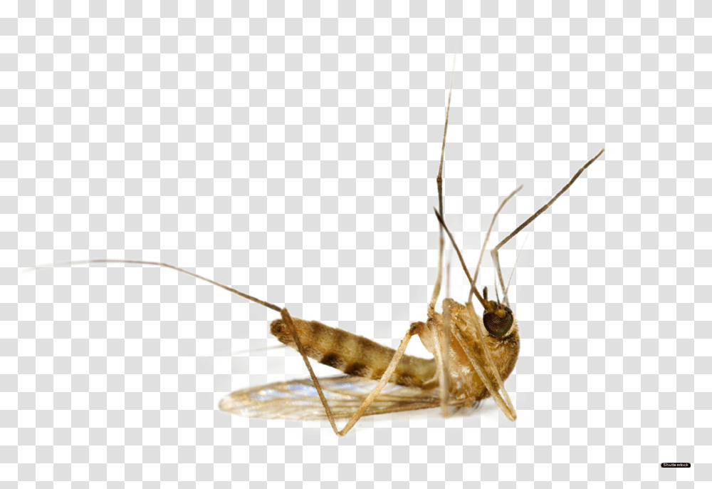 Dead Mosquito, Insect, Cricket Insect, Invertebrate, Animal Transparent Png