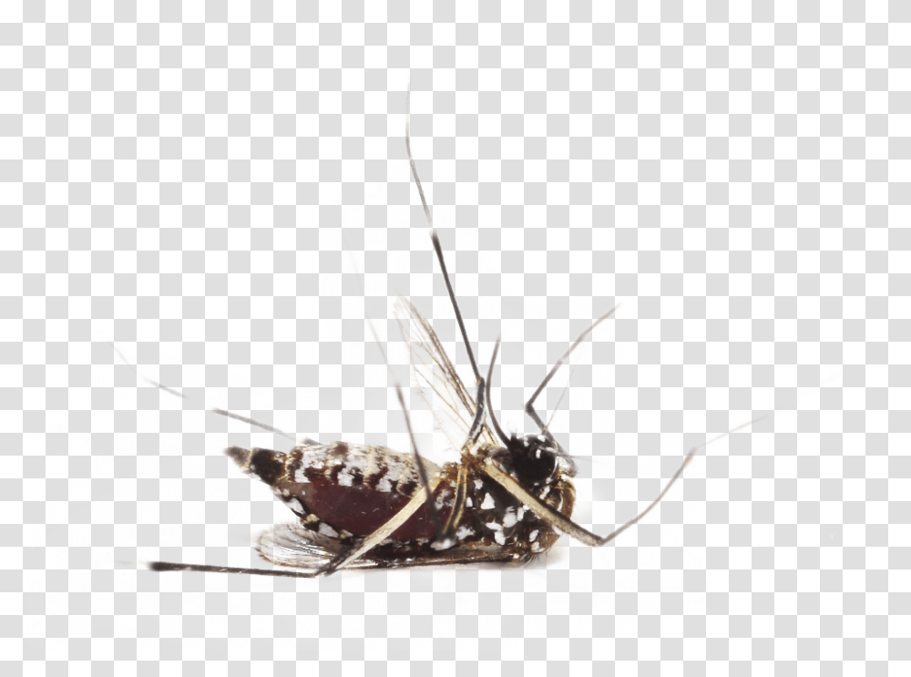 Dead Mosquito, Insect, Invertebrate, Animal, Cricket Insect Transparent Png