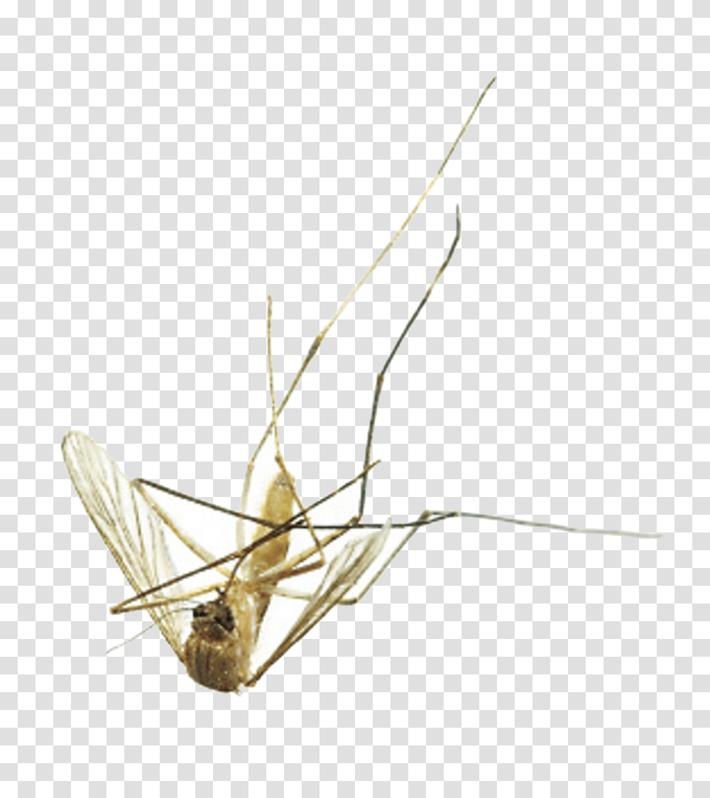 Dead Mosquito, Insect, Invertebrate, Animal Transparent Png