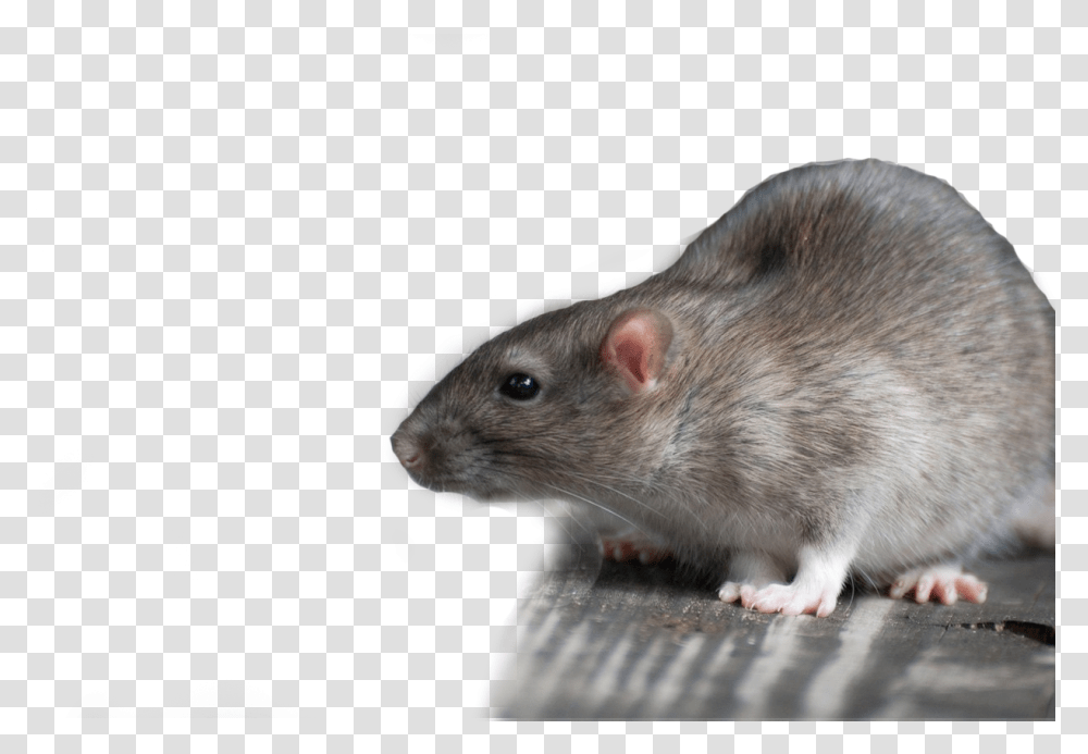 Dead Rat Rat, Rodent, Mammal, Animal, Pet Transparent Png