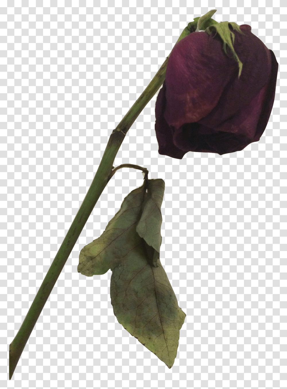 Dead Rose Dead Flower, Plant, Leaf, Tree, Petal Transparent Png