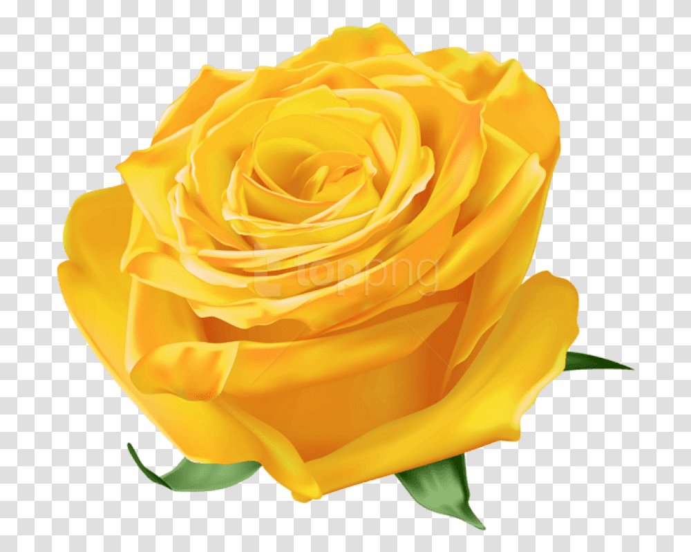 Dead Roses Free Yellow Rose Images, Flower, Plant, Blossom, Petal Transparent Png