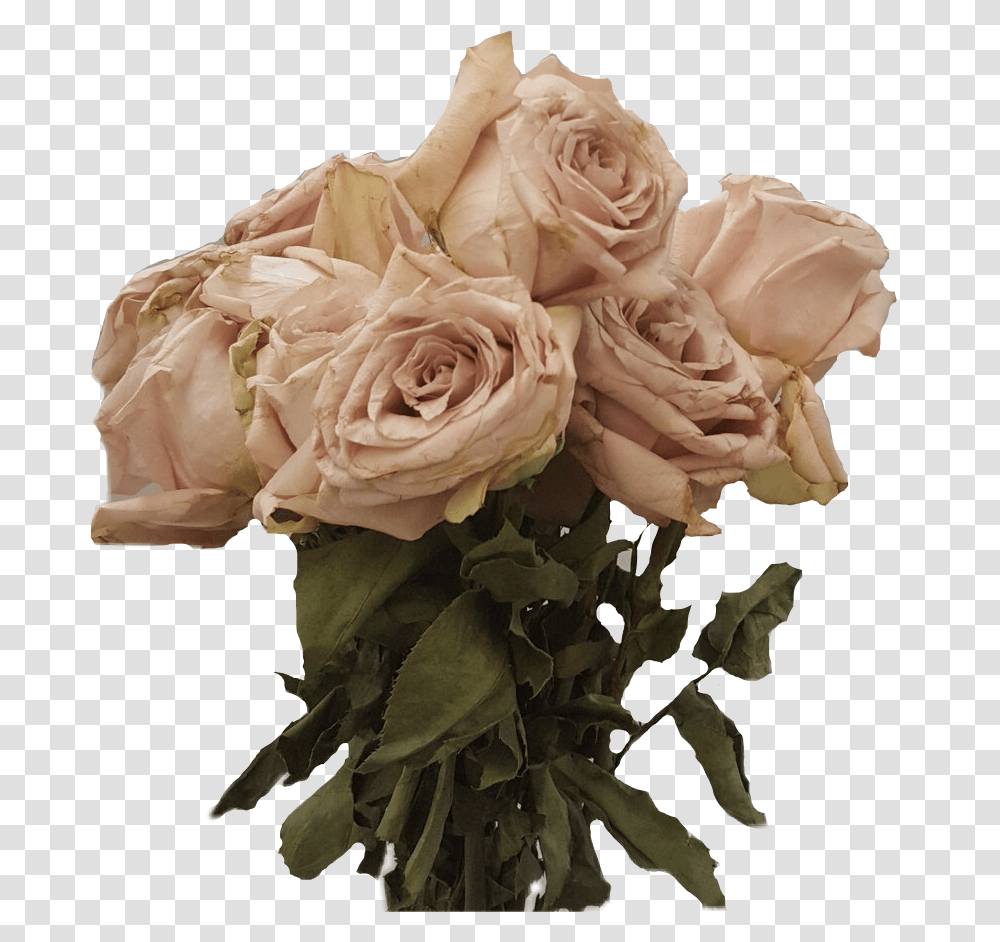 Dead Roses, Plant, Flower, Blossom, Flower Bouquet Transparent Png