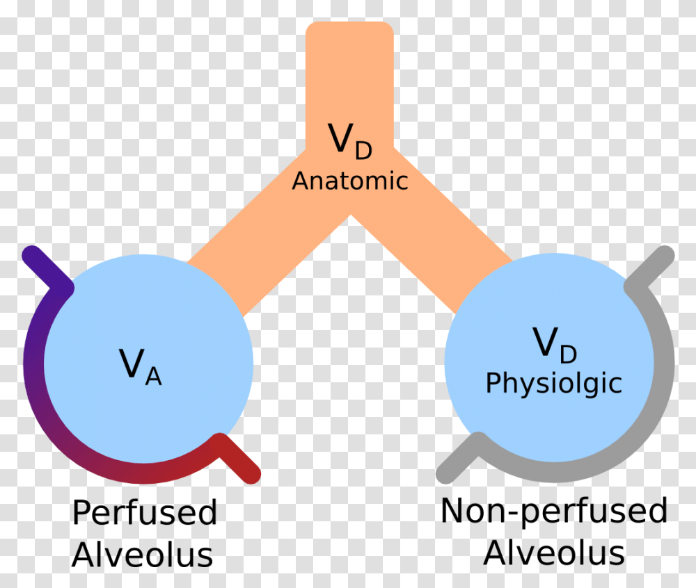 Dead Space Pathway Medicine Anatomic And Physiologic Dead Space, Shovel, Tool, Plot, Text Transparent Png