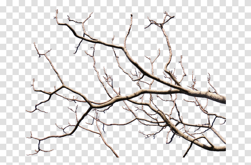 Dead Tree Branch With Background, Plant, Root, Animal, Bird Transparent Png