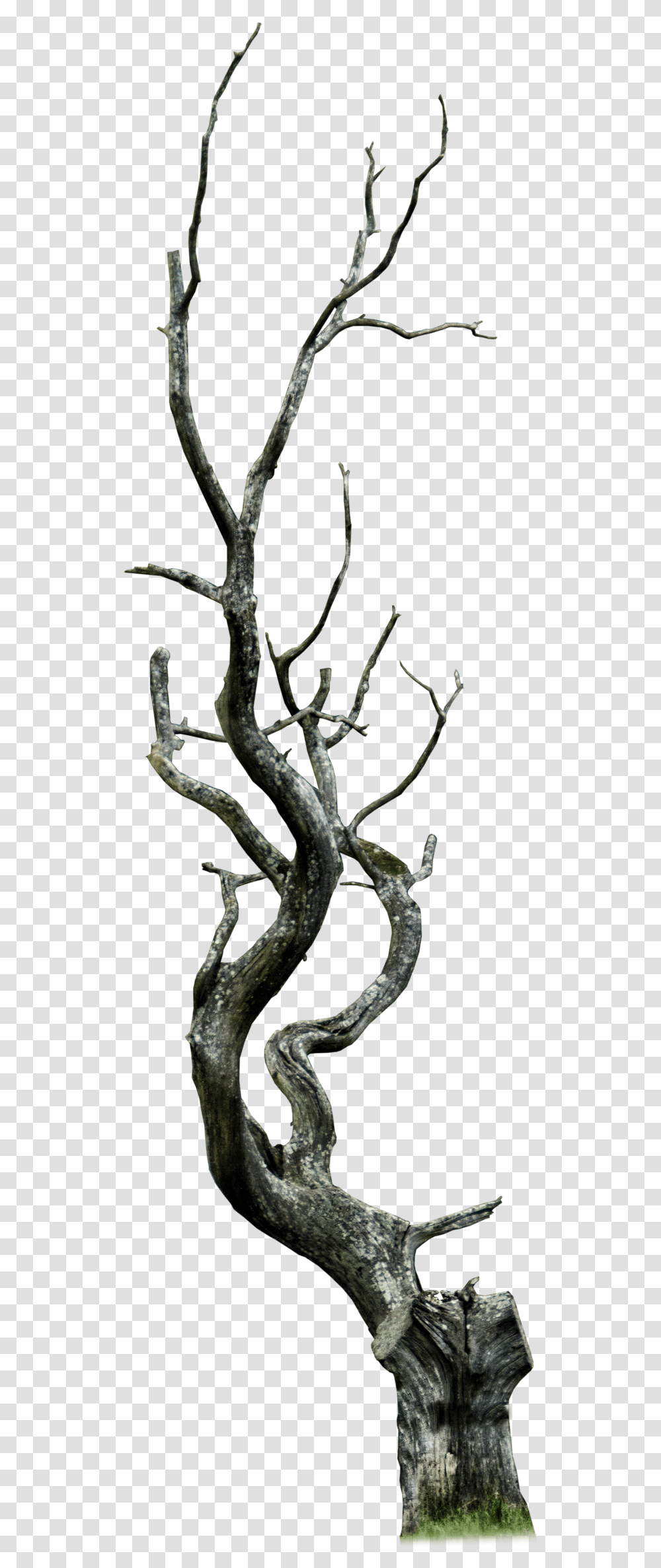 Dead Tree Clipart Thorn Tree, Plant, Animal, Mammal, Wildlife Transparent Png