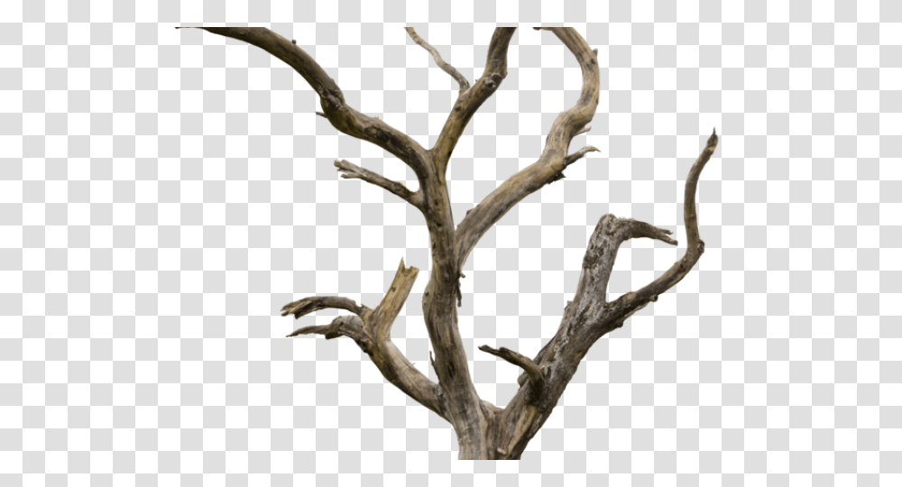 Dead Tree Clipart Tree Trunk, Wood, Antler, Plant Transparent Png