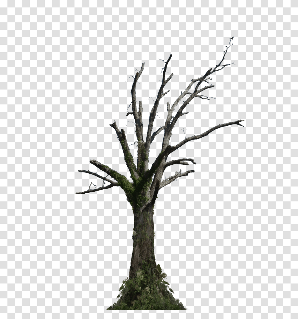Dead Tree Dead Tree Images, Plant, Tree Trunk Transparent Png