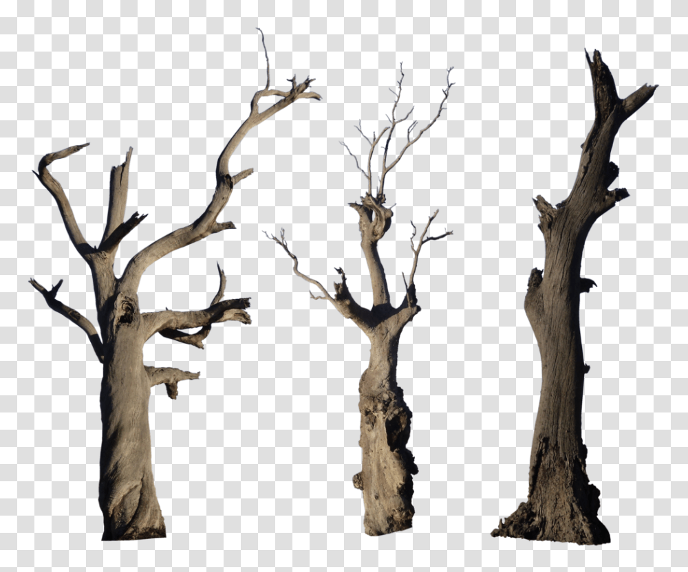 Dead Tree Dead Tree Images, Plant, Wood, Tree Trunk, Antler Transparent Png