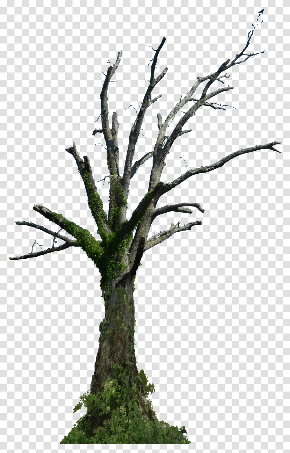Dead Tree Hd Dead Old Tree Transparent Png