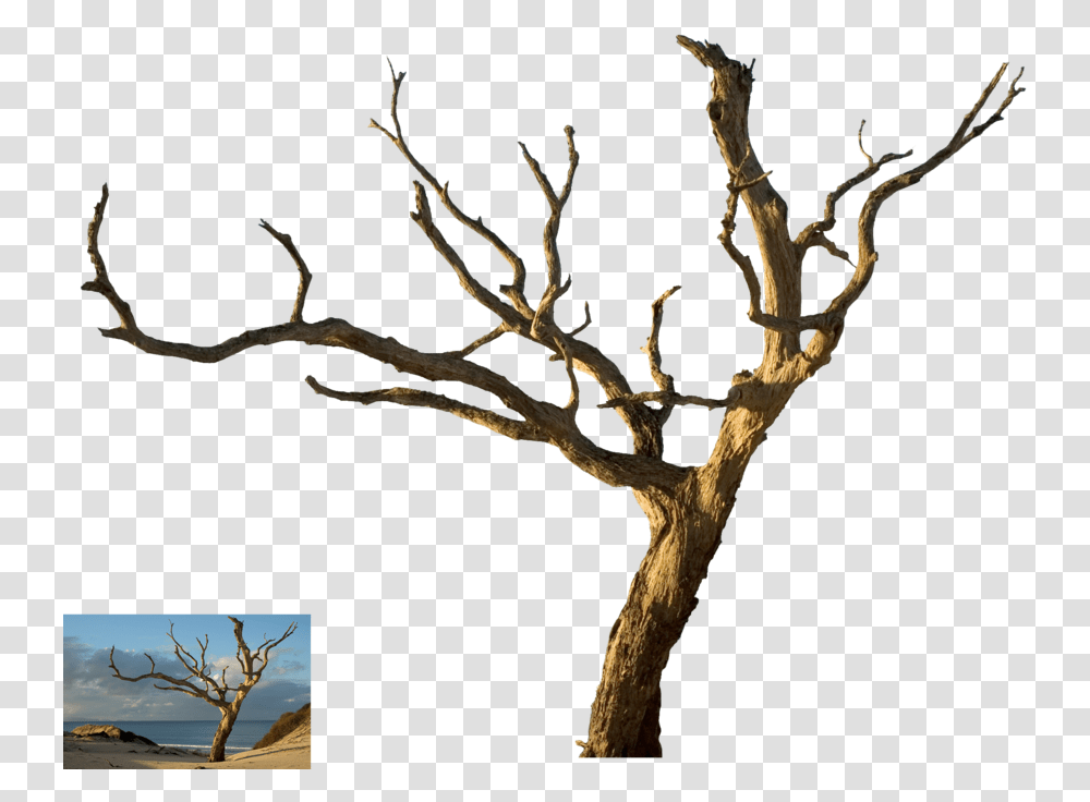 Dead Tree Hd, Plant, Tree Trunk, Wood, Nature Transparent Png