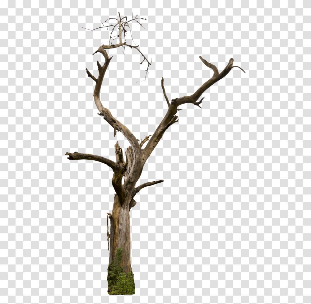 Dead Tree Hq, Plant, Wood, Antler, Tree Trunk Transparent Png