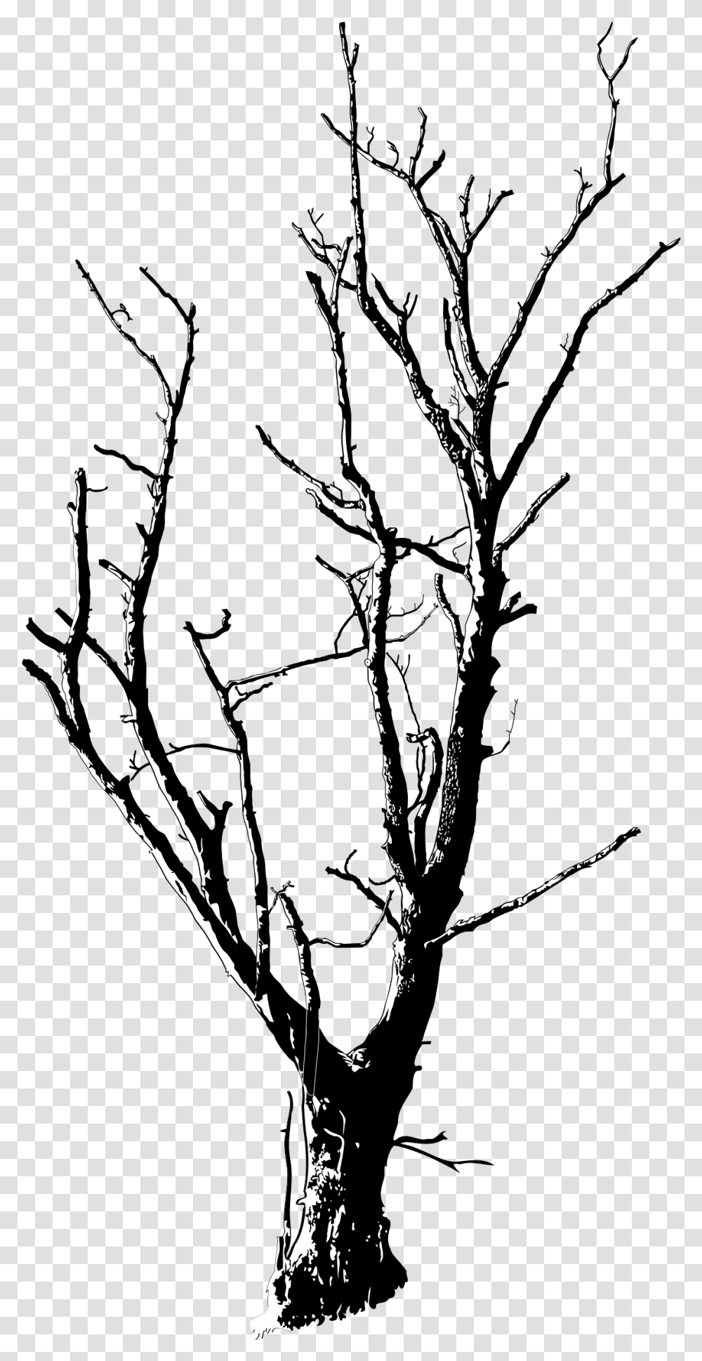 Dead Tree Line Drawing Clipart Download Dead Trees, Plant, Outdoors, Birch, Leaf Transparent Png