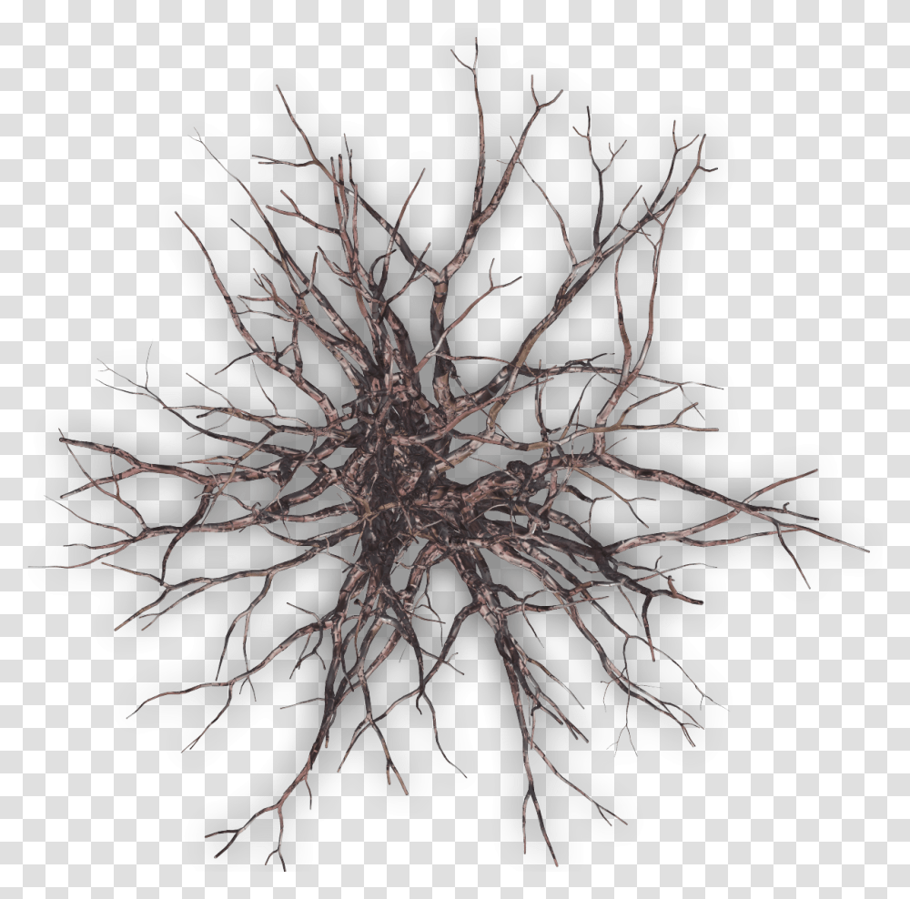 Dead Tree Plan Winter Tree Plan, Leaf, Plant, Ornament, Pattern Transparent Png