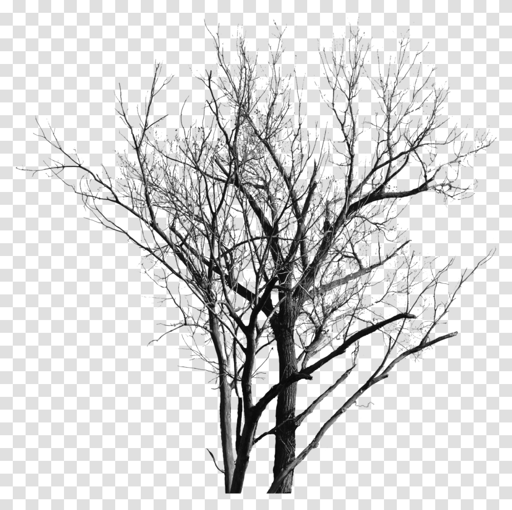 Dead Tree, Plant, Nature, Outdoors, Ice Transparent Png