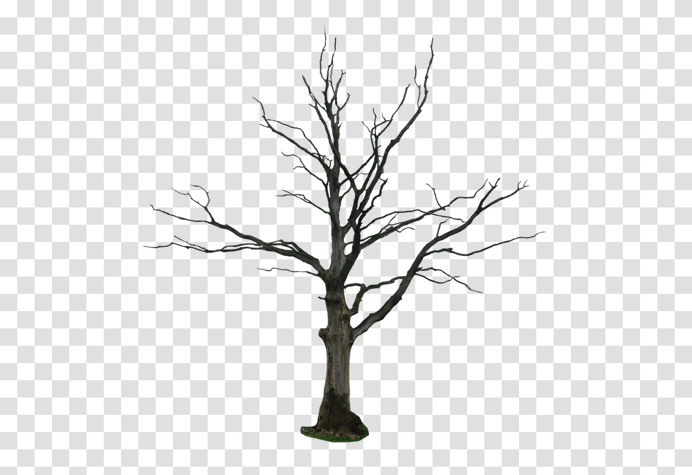 Dead Tree, Plant, Nature, Outdoors, Silhouette Transparent Png