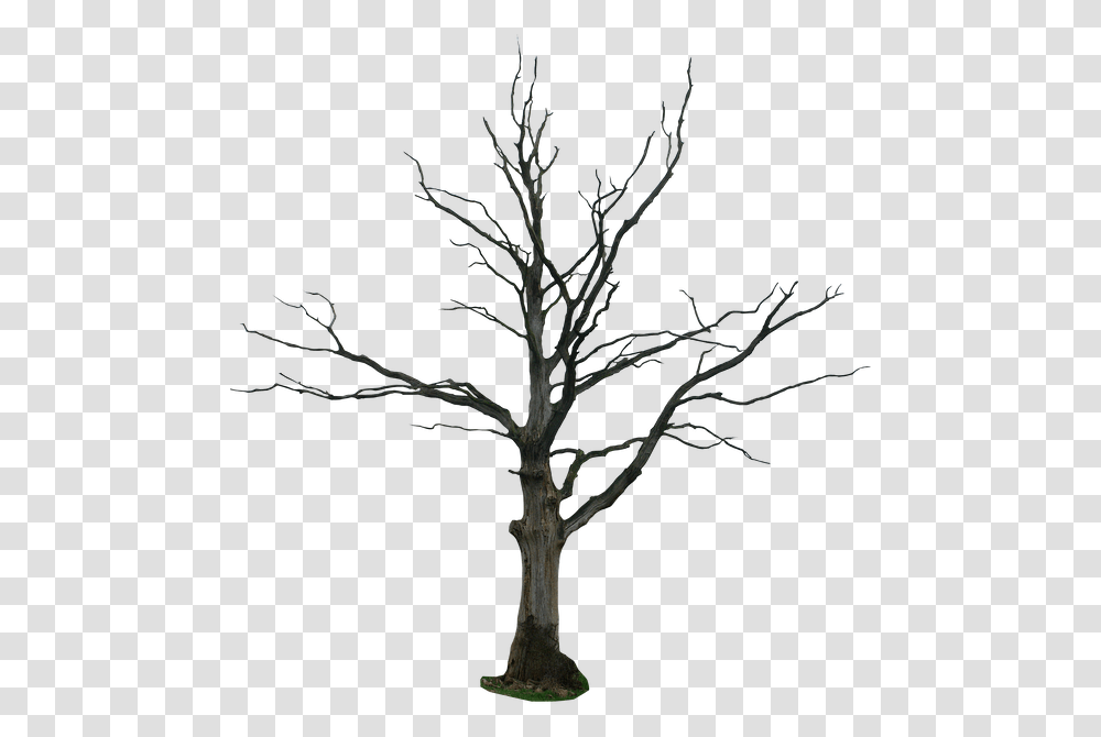 Dead Tree, Plant, Nature, Silhouette, Outdoors Transparent Png