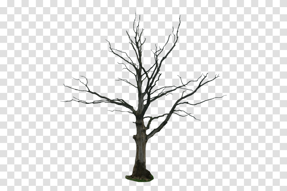 Dead Tree, Plant, Silhouette, Tree Trunk, Nature Transparent Png