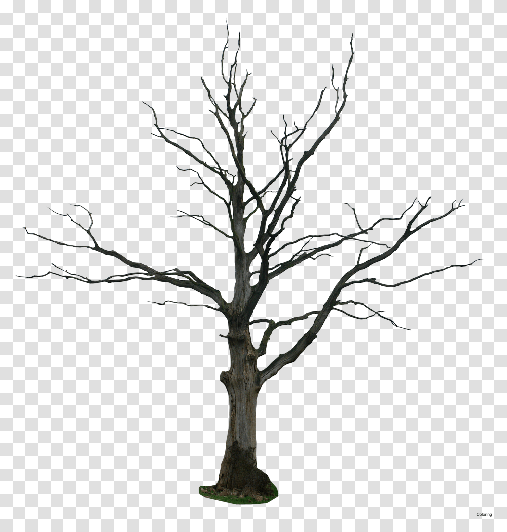 Dead Tree, Plant, Silhouette, Tree Trunk Transparent Png