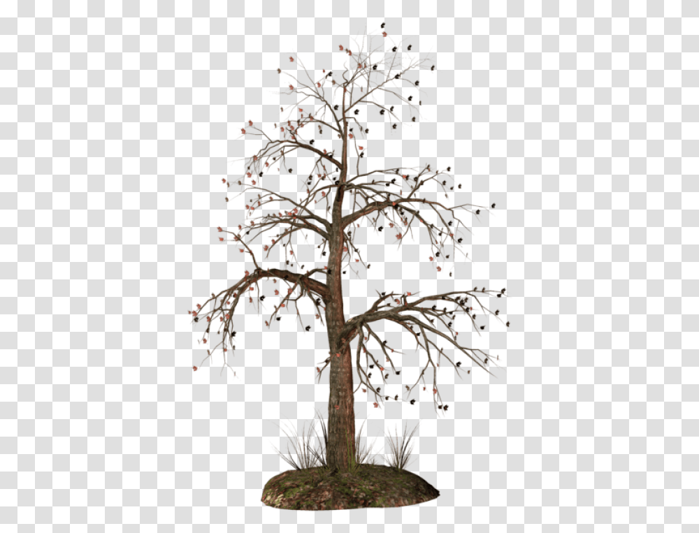 Dead Tree, Plant, Tree Trunk, Conifer, Fir Transparent Png