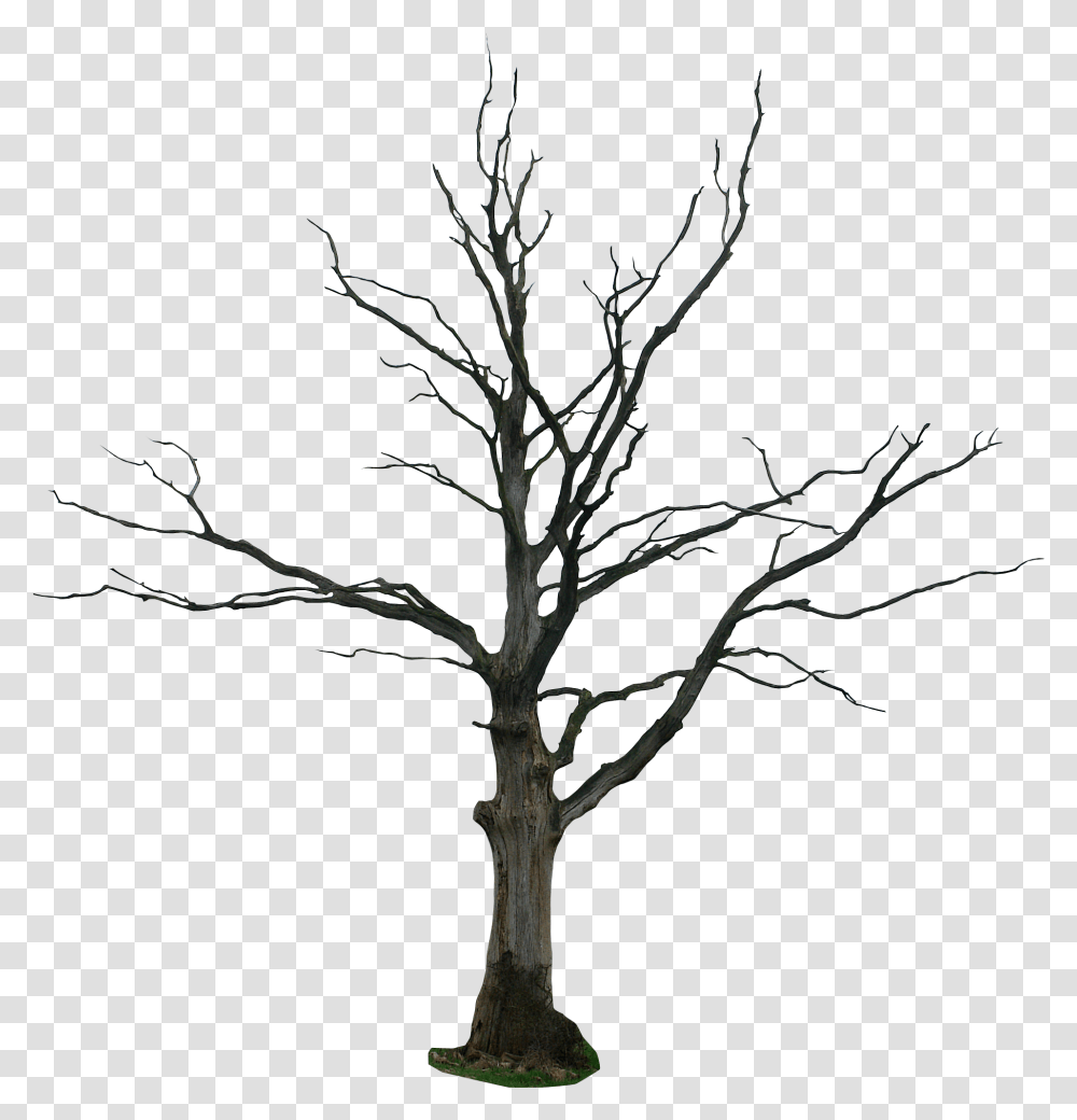 Dead Tree, Plant, Tree Trunk, Silhouette Transparent Png