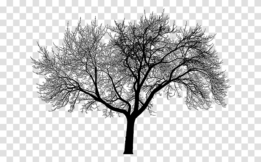 Dead Tree Silhouette Dead Trees Forest Black And White Do You Believe In Fate Or Destiny, Ice, Outdoors, Nature, Frost Transparent Png