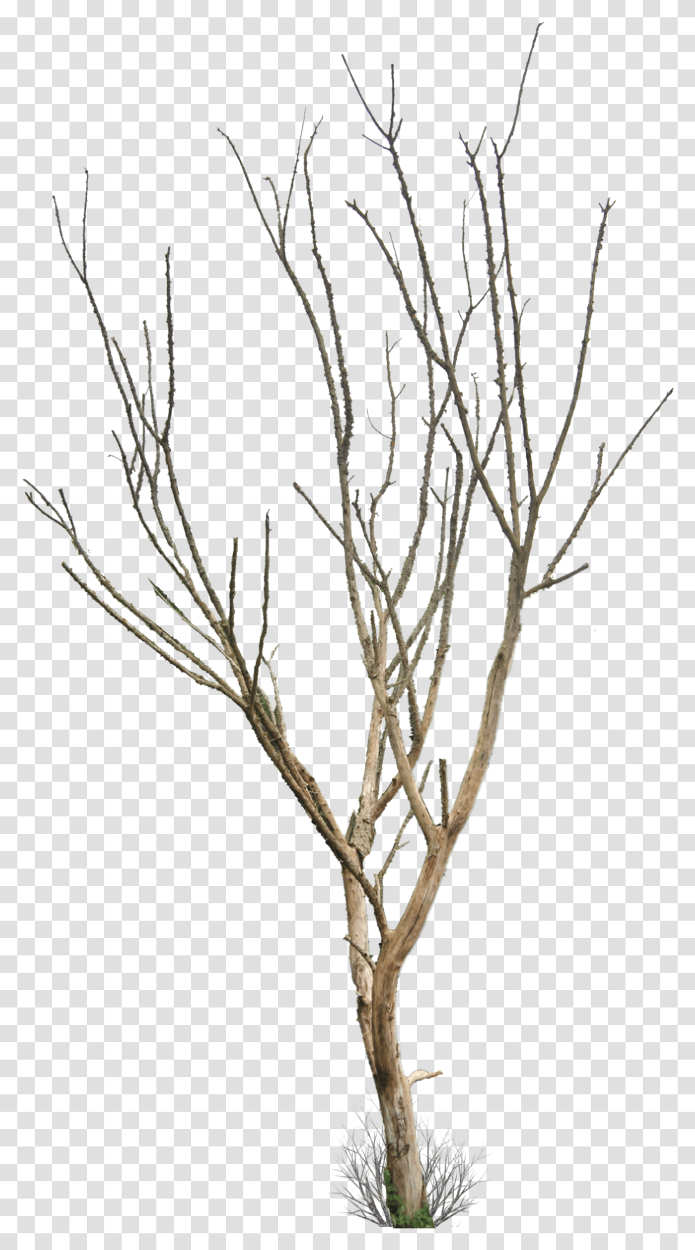 Dead Tree Small Dead Tree, Nature, Plant, Outdoors, Ice Transparent Png