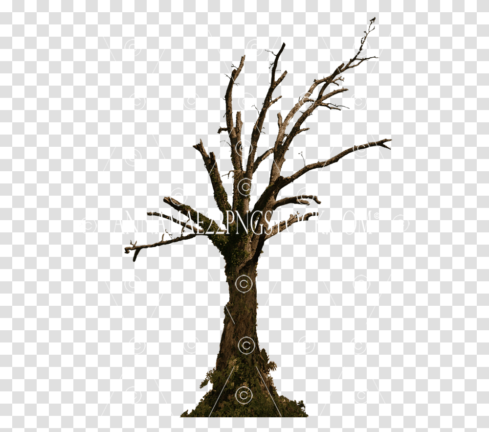 Dead Tree Stock Photo 0098 Top Dead Old Tree, Text, Lamp, Plant, Chandelier Transparent Png