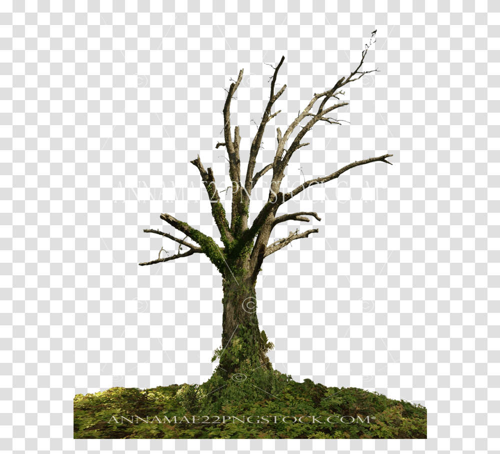 Dead Tree Stock Photo 0098 With Dead Tree, Plant, Tree Trunk, Utility Pole, Root Transparent Png