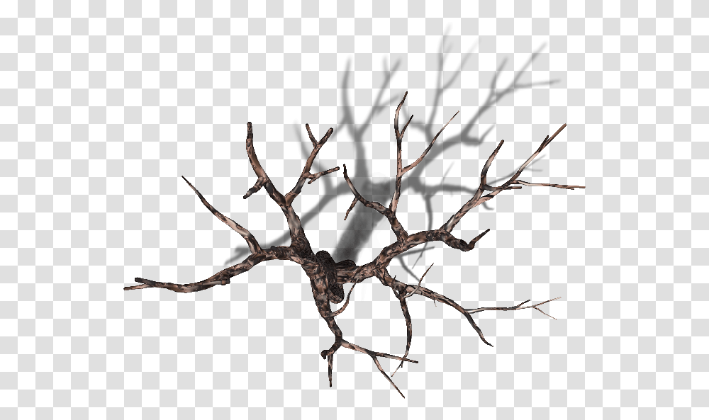 Dead Tree Top Down, Plant, Root, Spider, Invertebrate Transparent Png