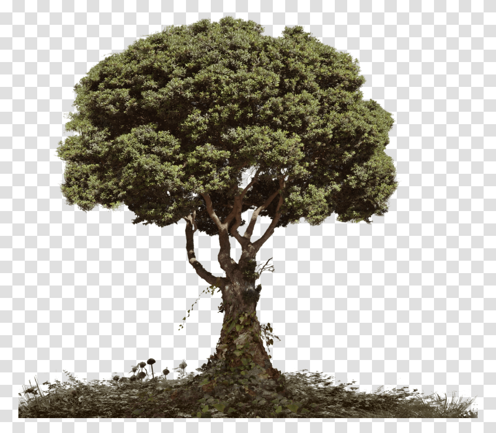Dead Tree Tree And Soil Dead Tree With Foliage Tree For Photo Manipulation, Plant, Tree Trunk, Oak, Sycamore Transparent Png
