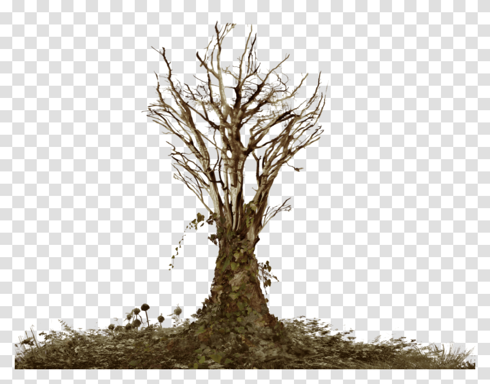 Dead Tree With Ivy Landsc Dead Tree Hd, Plant, Fungus, Tree Trunk, Root Transparent Png