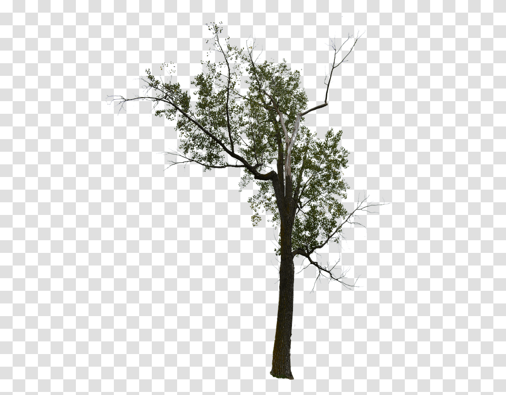 Dead Tree With No Background Halloween, Plant, Leaf, Cross, Symbol Transparent Png