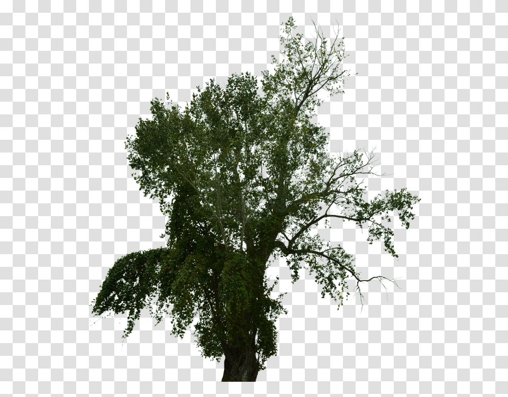 Dead Tree With No Free Image On Pixabay Pond Pine, Plant, Potted Plant, Vase, Jar Transparent Png