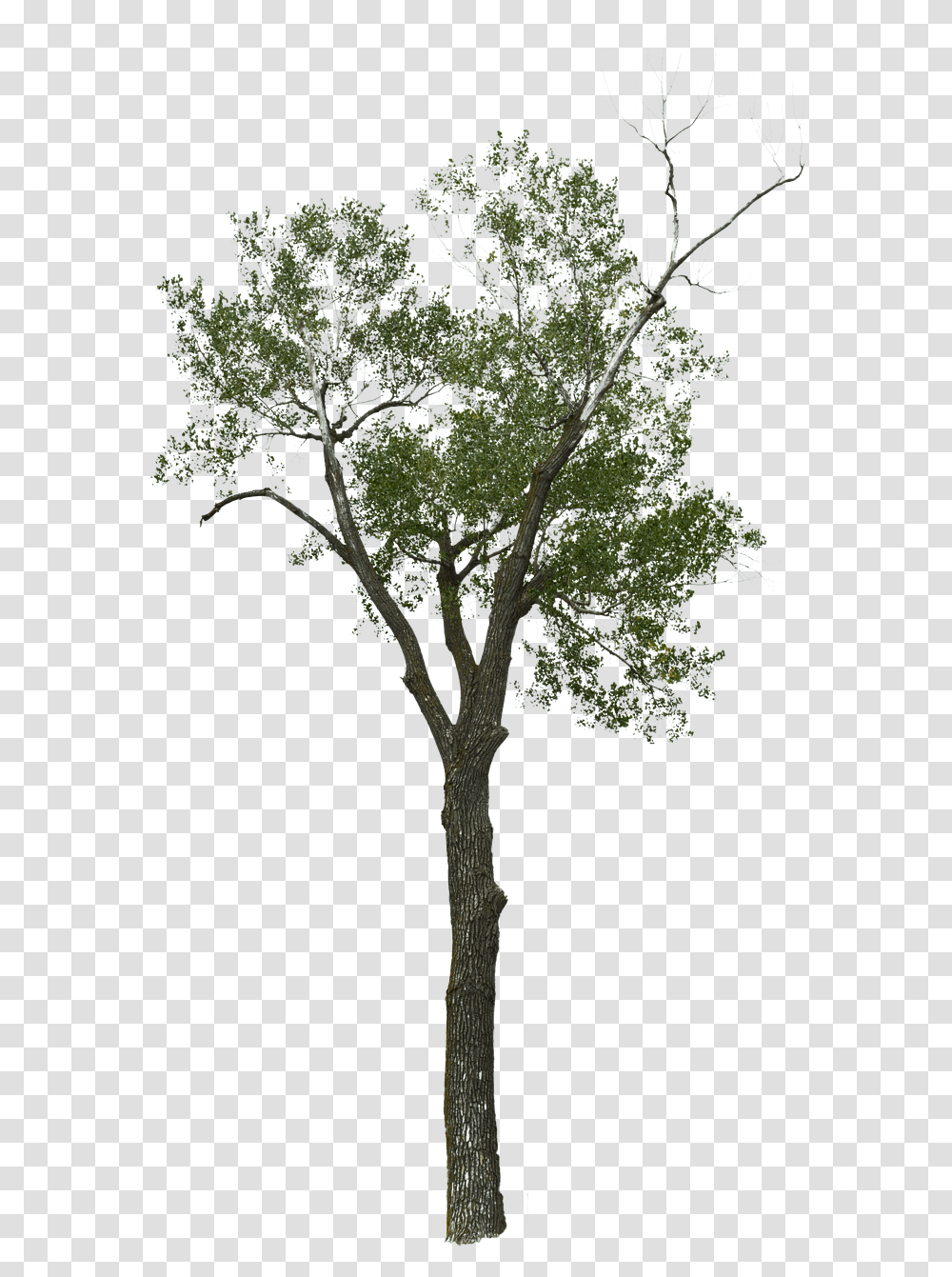 Dead Tree With No Free Image On Pixabay Tree, Plant, Cross, Symbol, Tree Trunk Transparent Png
