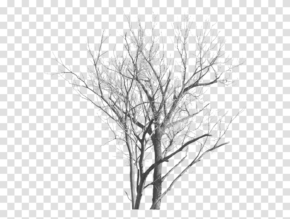 Dead Tree With No Leaves Free Image On Pixabay Trees With No Leaves, Nature, Ice, Outdoors, Plant Transparent Png