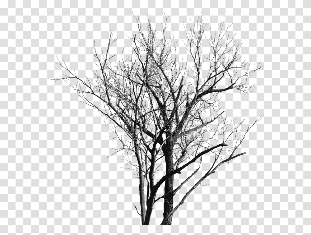 Dead Tree With No Leaves Gambar Pohon Yg Tak Berdaun, Nature, Outdoors, Ice, Plant Transparent Png
