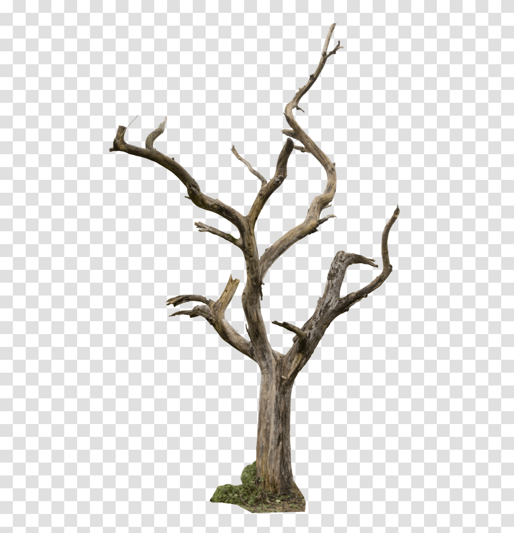 Dead Tree, Wood, Antler, Plant Transparent Png