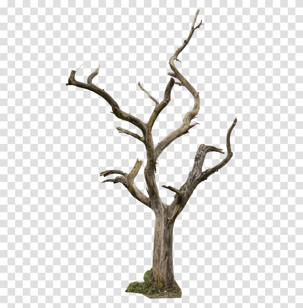 Dead Tree, Wood, Plant, Antler Transparent Png