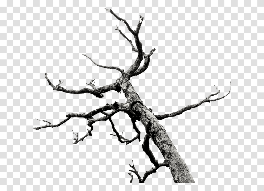 Dead Treebranches Stock Bare Branches Tree, Plant, Root, Spider, Invertebrate Transparent Png