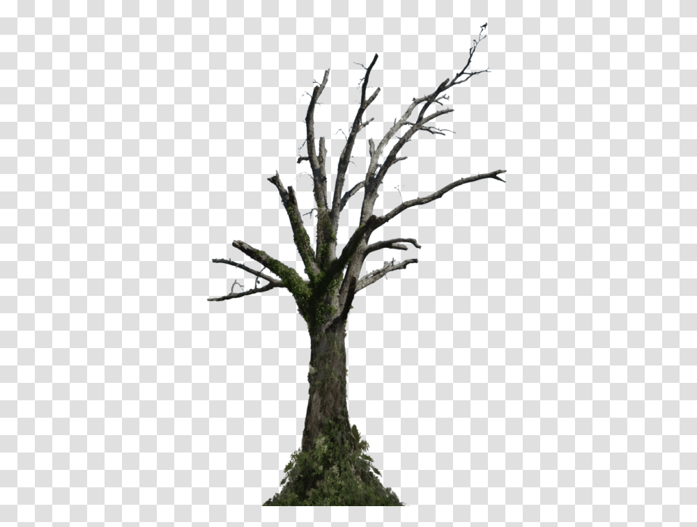 Dead Trees, Plant, Tree Trunk Transparent Png