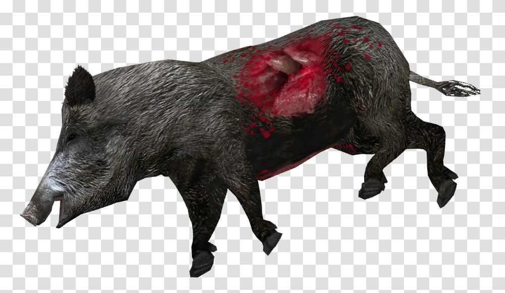 Dead Wild Boar Download Wild Boar, Hog, Pig, Mammal, Animal Transparent Png