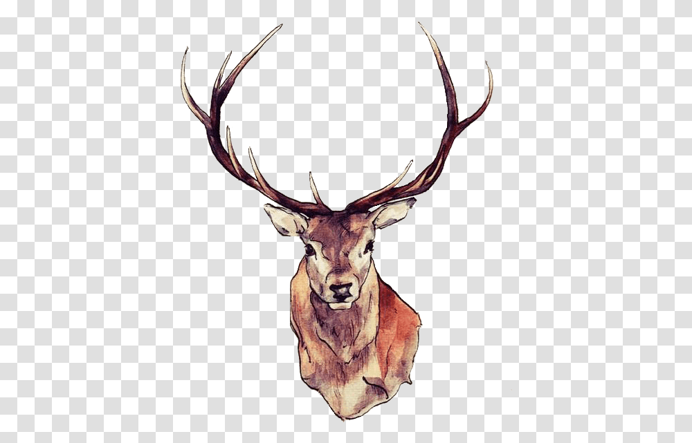 Dear Drawing Face Clipart Free Download Stag Head Drawing, Elk, Deer, Wildlife, Mammal Transparent Png