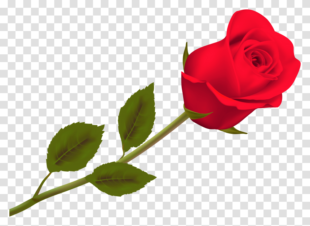 Death Flower Hd Wallpaper Rose, Plant, Blossom Transparent Png