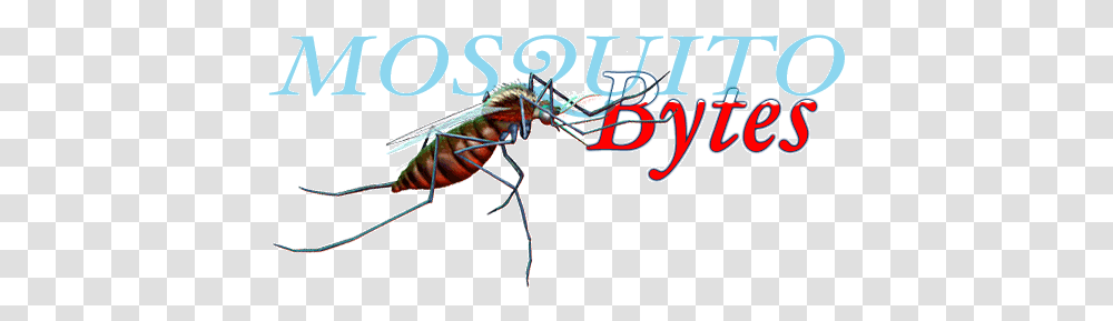 Death To Mosquitoes Mosquito, Insect, Invertebrate, Animal, Text Transparent Png