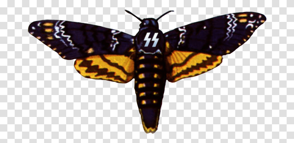 Deaths Head Moth Clipart Drawing Death's Head Hawk Moth, Insect, Invertebrate, Animal, Butterfly Transparent Png