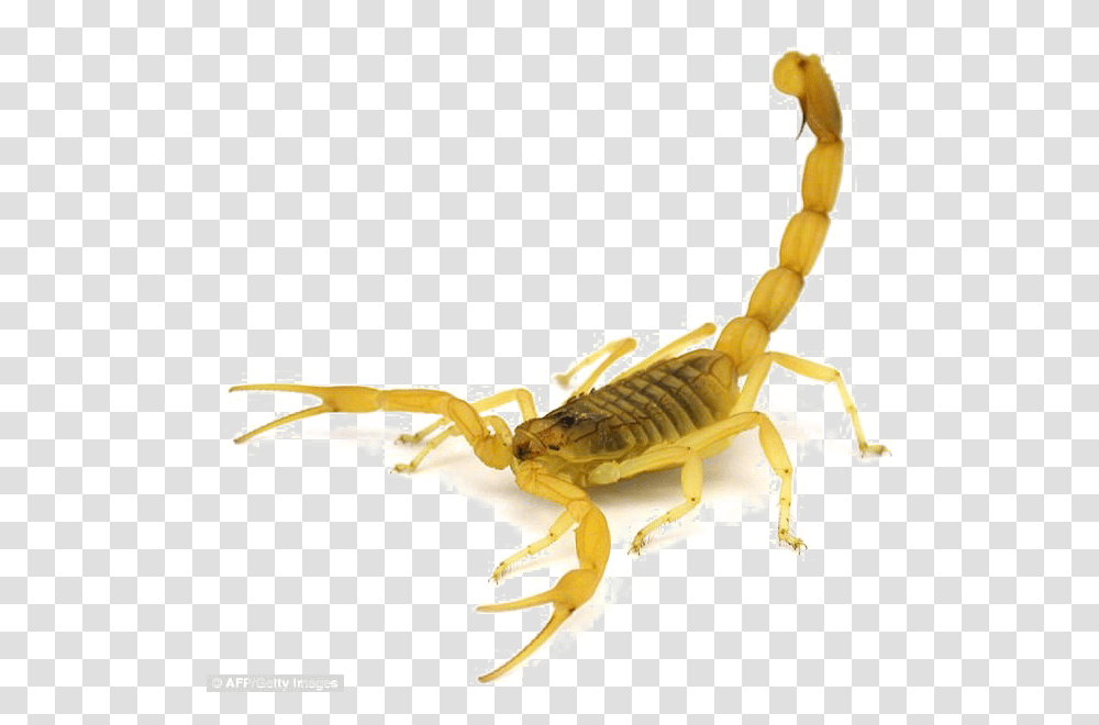 Deathstalker Scorpion, Invertebrate, Animal, Construction Crane Transparent Png