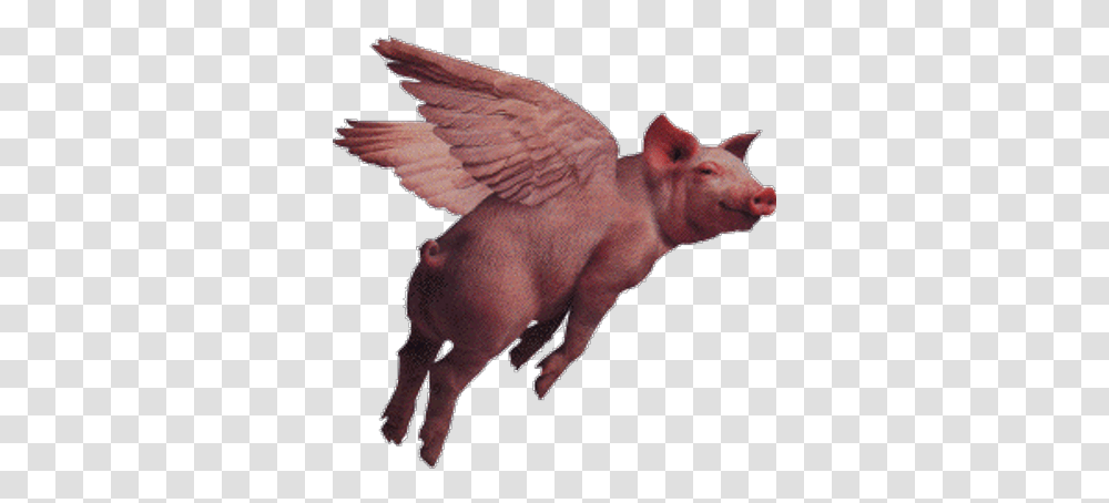 Deb Naughton Flying Pig Gif, Hog, Mammal, Animal, Boar Transparent Png